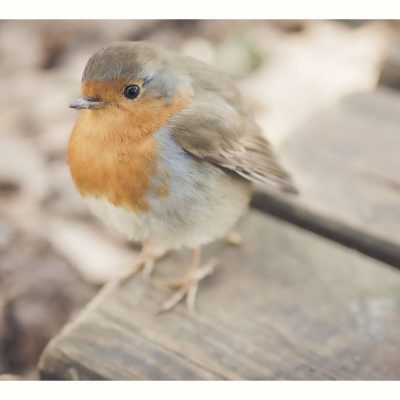 Bords_de_Lez-Oiseaux-260223-01