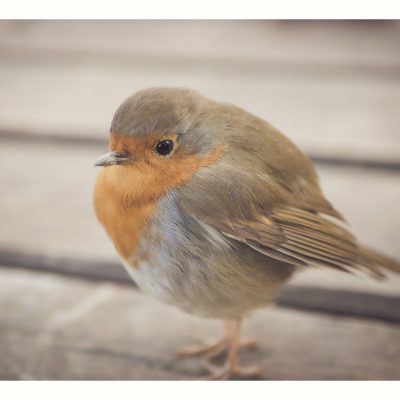 Bords_de_Lez-Oiseaux-260223-02