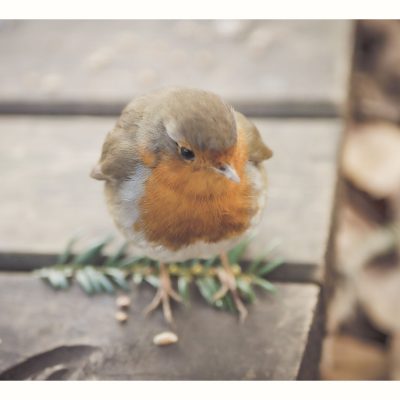 Bords_de_Lez-Oiseaux-260223-04