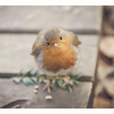 Bords_de_Lez-Oiseaux-260223-05