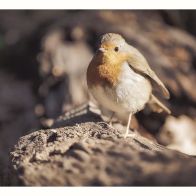 Bords_de_Lez-Oiseaux-260223-06