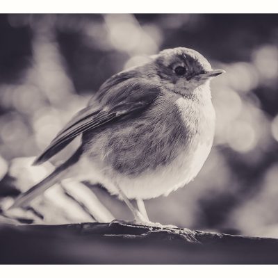 Bords_de_Lez-Oiseaux-260223-07