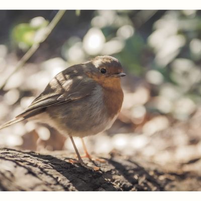 Bords_de_Lez-Oiseaux-260223-09